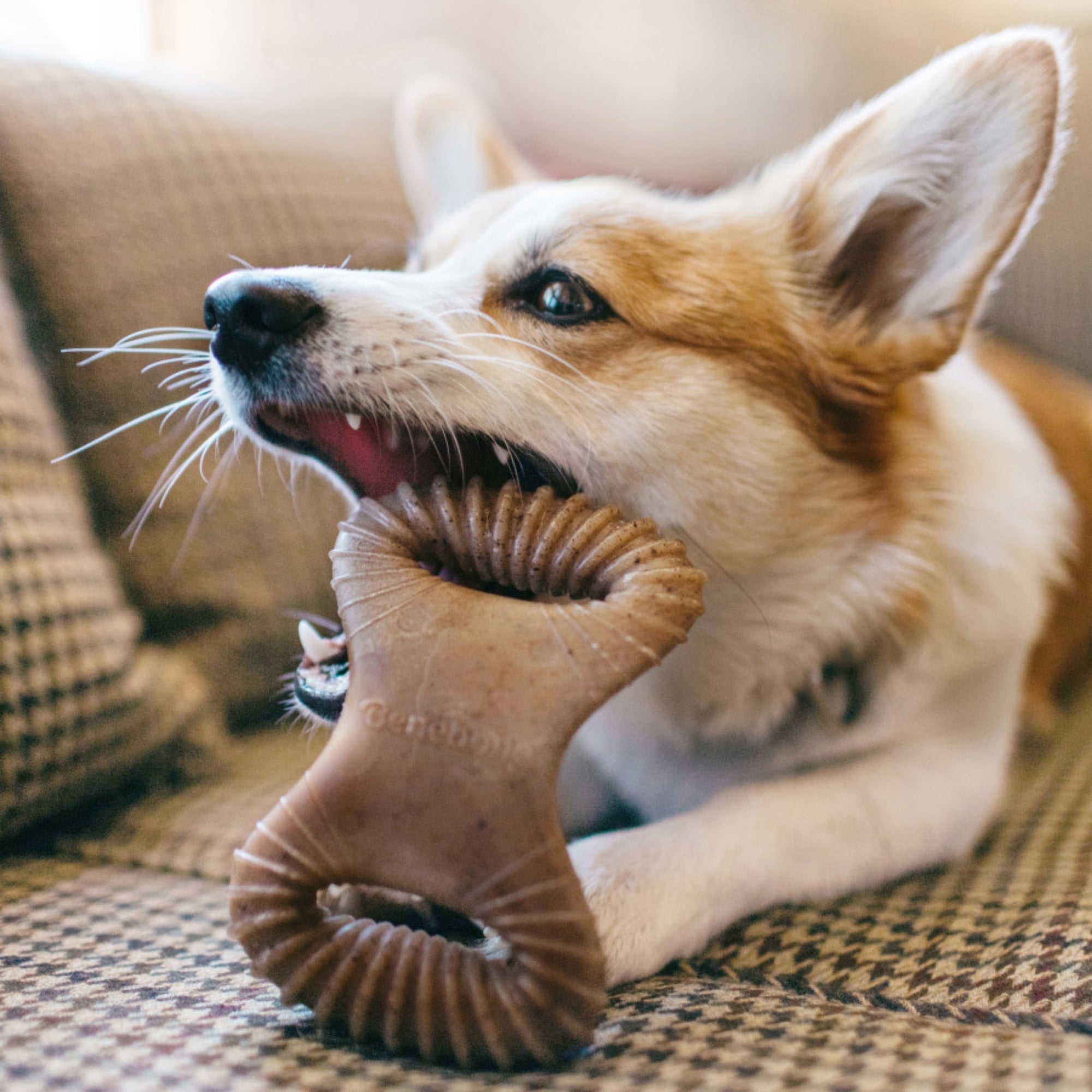 !Benebone Dental Chew Durable Dog Chew Toy Bacon, 1ea/SM