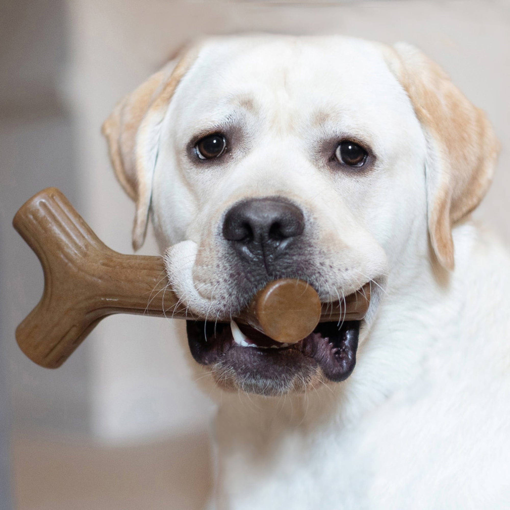 !Benebone Maplestick Durable Dog Chew Toy 1ea/XL